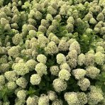 Hortenzia metlinatá (Hydrangea paniculata) ´LIVING LITTLE PASSION´® by LIVING CREATIONS® výška 20-30 cm, kont. C1,5L